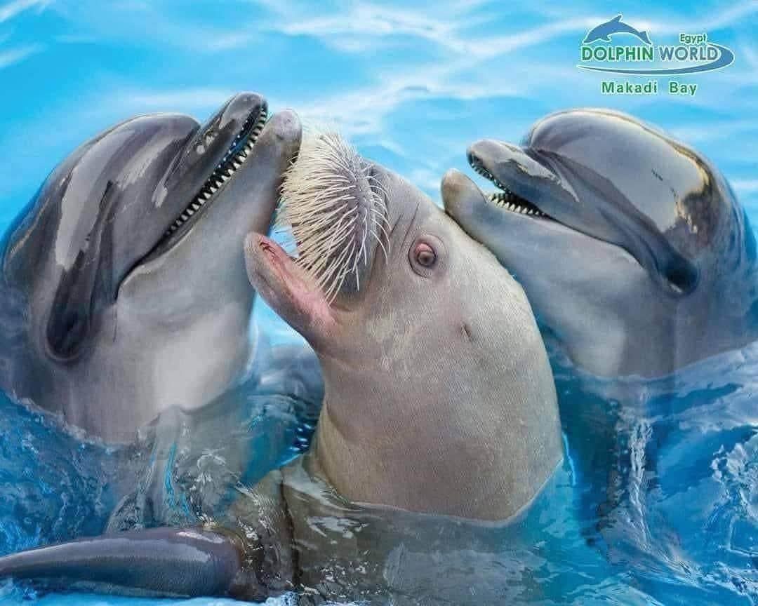 Dolphnin show